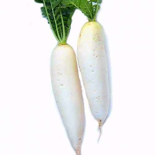white turnip